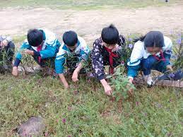 NHỔ CỎ